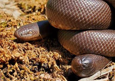 Rubber boa snake for sale online